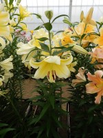 [4147 ConcaDor EVR No101.JPG]